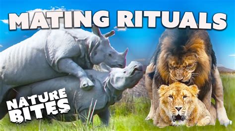 Love in the Wild: Animal Mating Rituals 